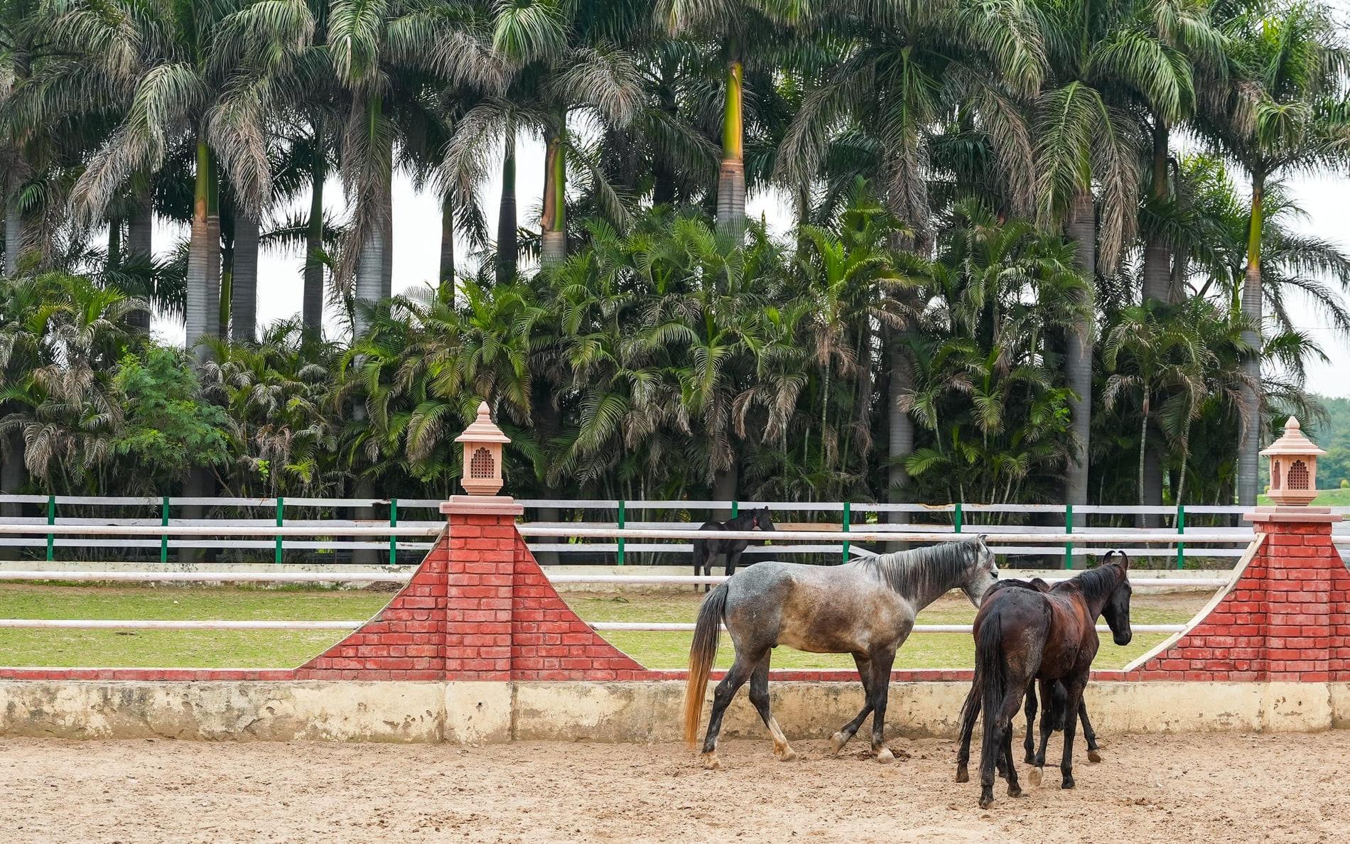 Horses in the paddock