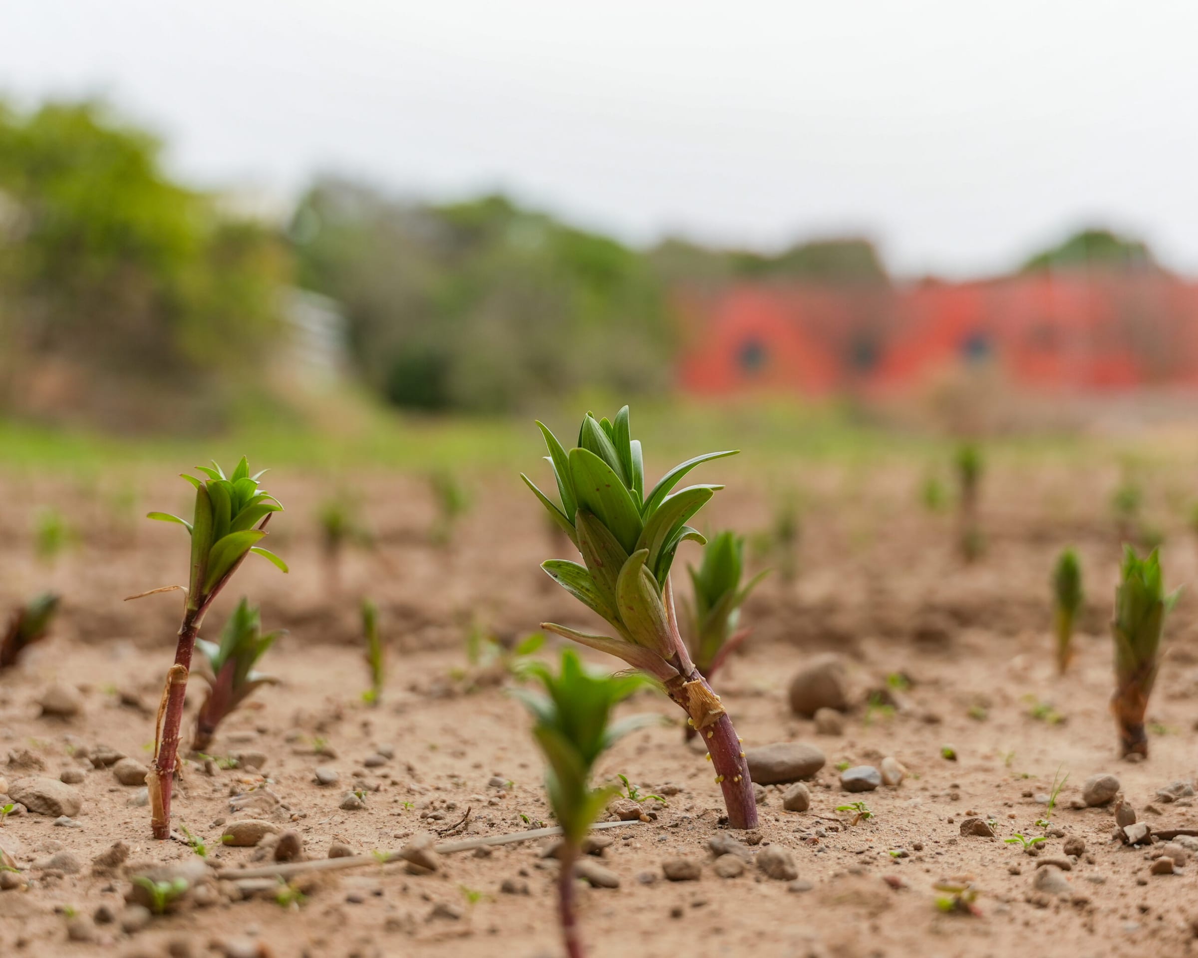Saplings on the campus farm